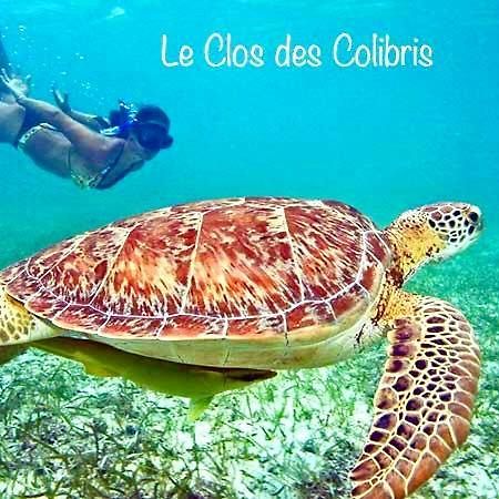 Lodge Colibris Piscine Privee Vue Panoramique Mer Et Montagne Pelee , 500 M Plage Dans Un Parc , Calme Assure Ideal Pour Decouvrir Le Nord Caraibes Le Carbet Zewnętrze zdjęcie