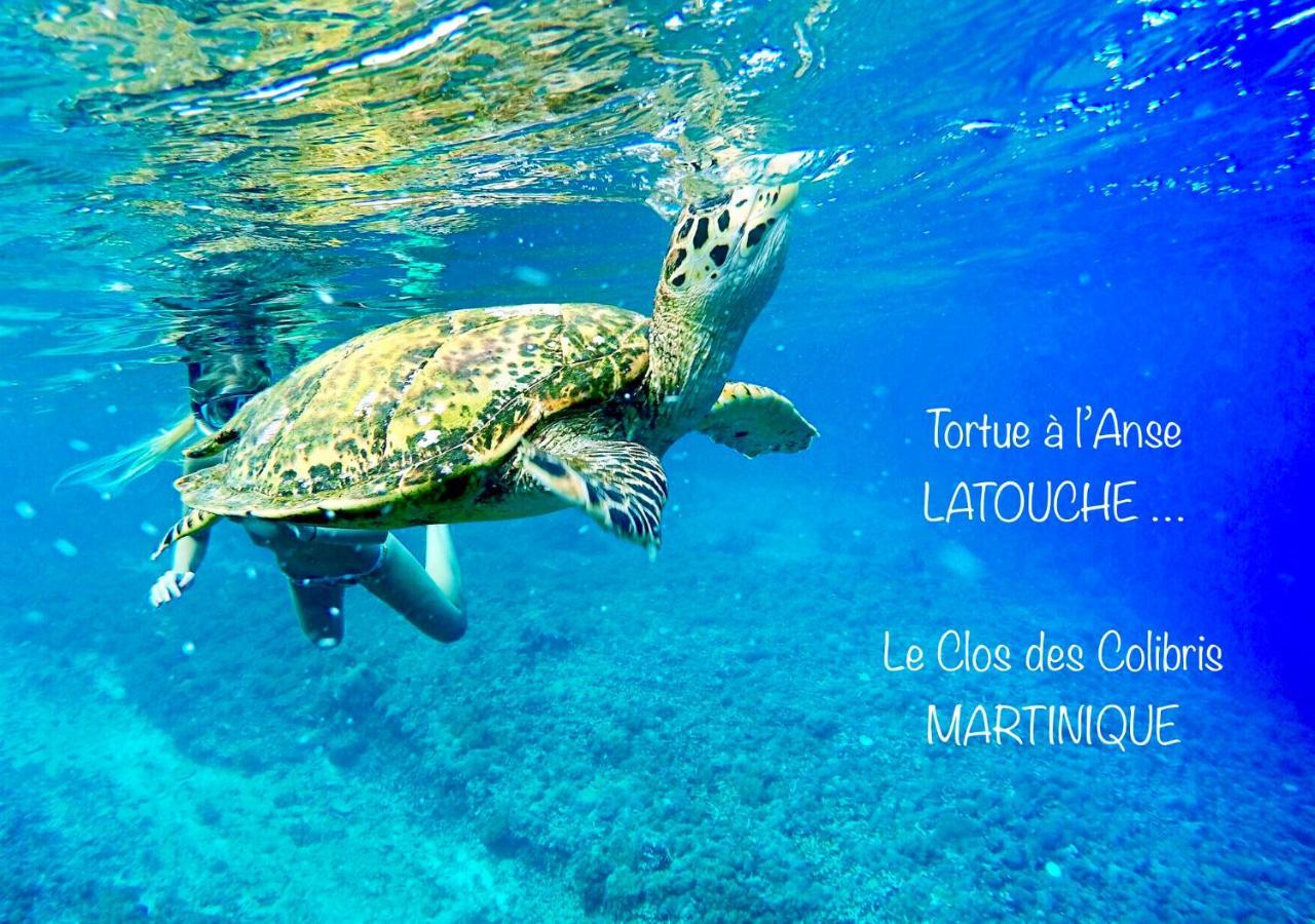 Lodge Colibris Piscine Privee Vue Panoramique Mer Et Montagne Pelee , 500 M Plage Dans Un Parc , Calme Assure Ideal Pour Decouvrir Le Nord Caraibes Le Carbet Zewnętrze zdjęcie